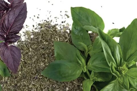 تصویر 1 از قیمت خرید ریحان خشک بالسی + فروش عمده و صادراتی